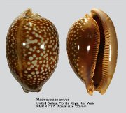 Macrocypraea cervus